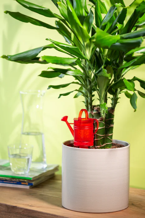 Scheurich Nelly S Wasserspeicher - Red/16 Sonderangebot der Fabrik