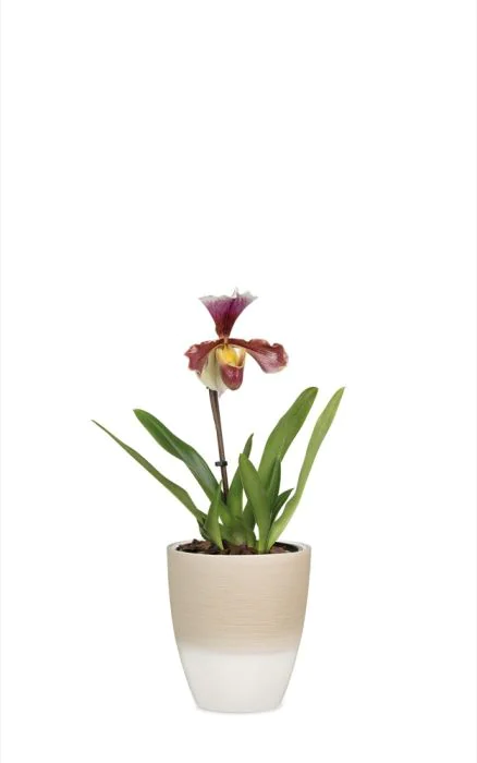 Scheurich Orchideentopf 650 Osterangebot