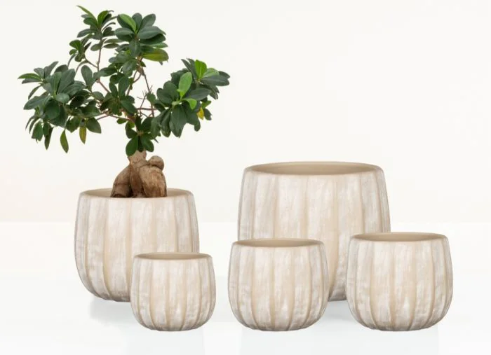 Scheurich Natural Surfaces Übertopf 784 Jubiläumsangebot