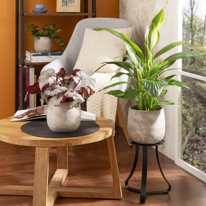 Scheurich Natural Surfaces Übertopf 787 Top Angebot