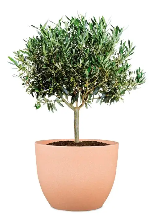 Scheurich Firenze Pflanzgefäß 066 - Terracotta/60 Räumungsverkauf