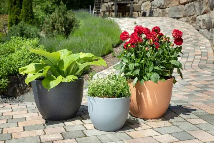 Scheurich Firenze Pflanzgefäß 066 - Terracotta/60 Räumungsverkauf