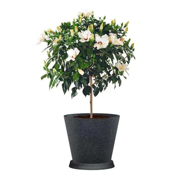 Scheurich Coneo 2er Blumentopf Set mit Untersetzern - Schwarz-Granit Sonderangebote