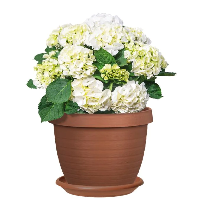 Scheurich Country Star 3er Blumentopf Set mit Untersetzern - Terracotta Super Sparpreis