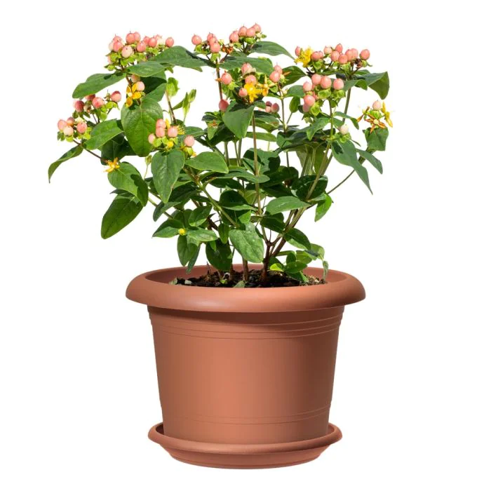 Scheurich Oliver 3er Blumentöpfe Set Oliver mit Untersetzern - Terracotta JETZT KAUFEN